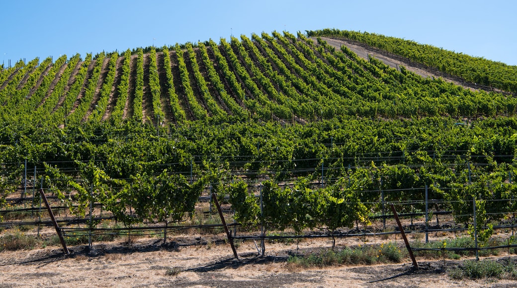 Rows of grapevines curve over a hill in a vineyard under a beautiful blue sky