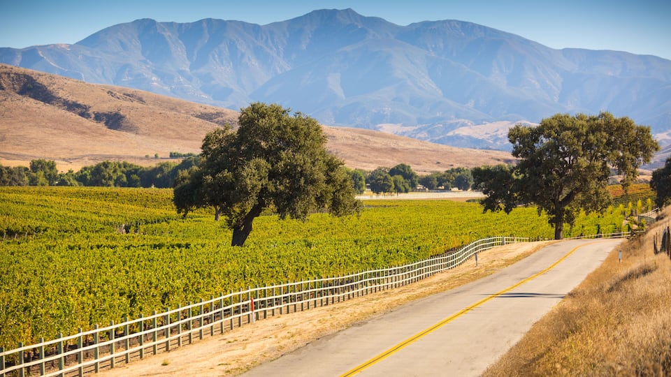 A road curving through a vineyard with mountains in the background.