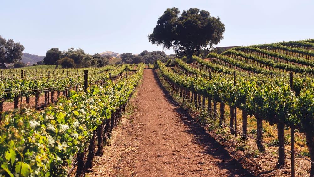 Ein Weinberg mit Rebenreihen und einem Feldweg.