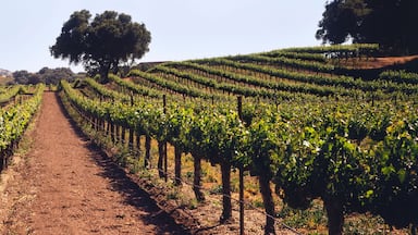 A vineyard on a rolling hillside in early summer with live oak trees and mountains beyond, Santa Ynez Valley, Buellton, California, United States of America