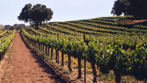 A vineyard on a rolling hillside in early summer with live oak trees and mountains beyond, Santa Ynez Valley, Buellton, California, United States of America