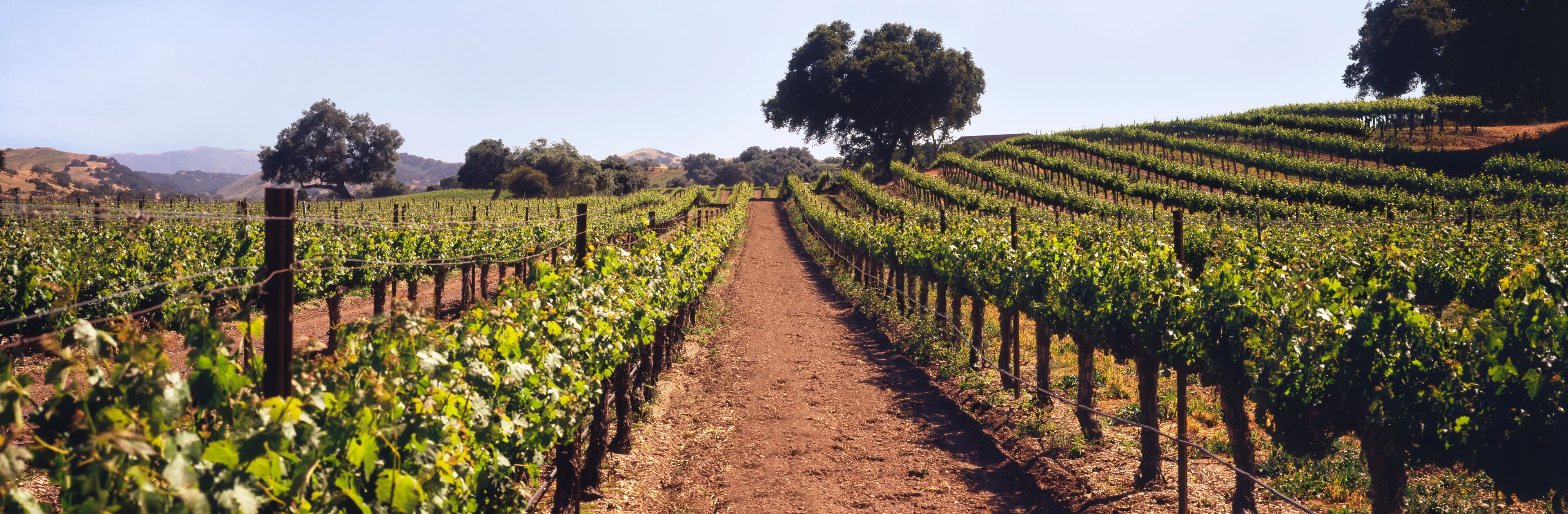 A vineyard with rows of grapevines and a dirt path.