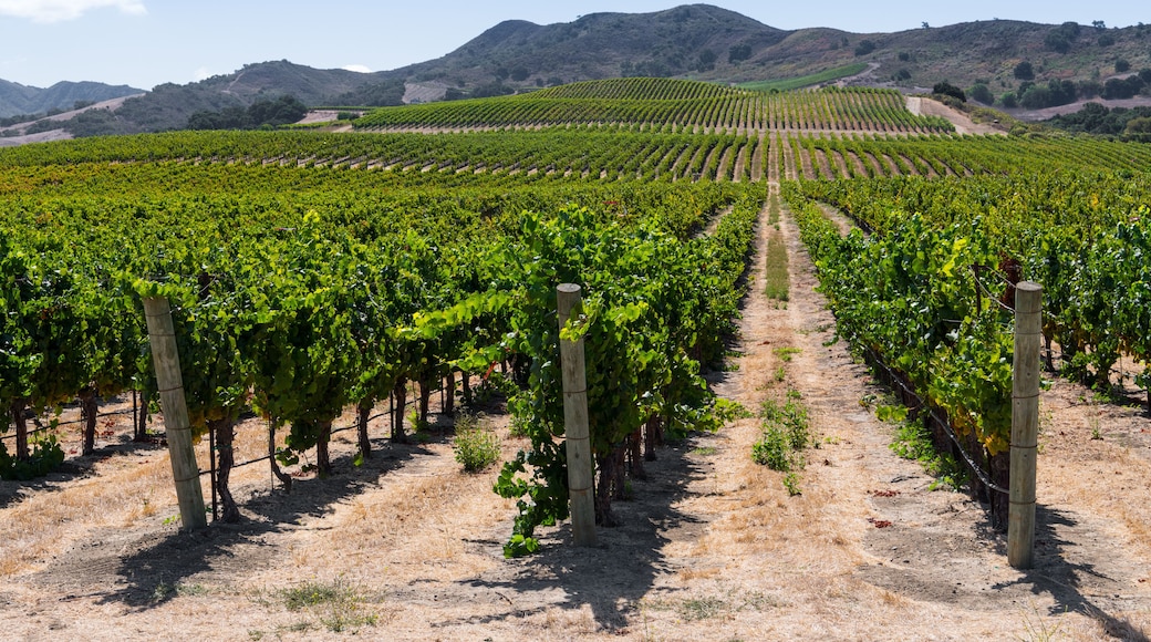 Rows of grapevines curve over hills into perspective