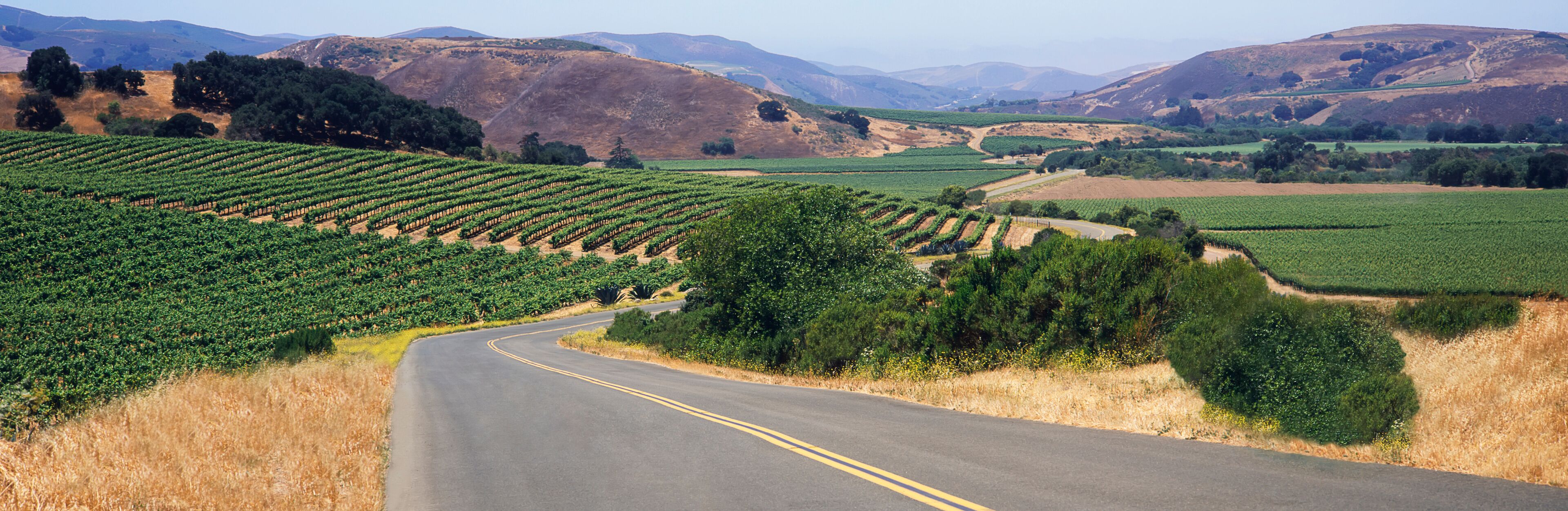 A road winds through a patchwork of vineyards in early summer in Santa Ynez Valley, mountains and blue sky beyond, Buellton, California, United States of America