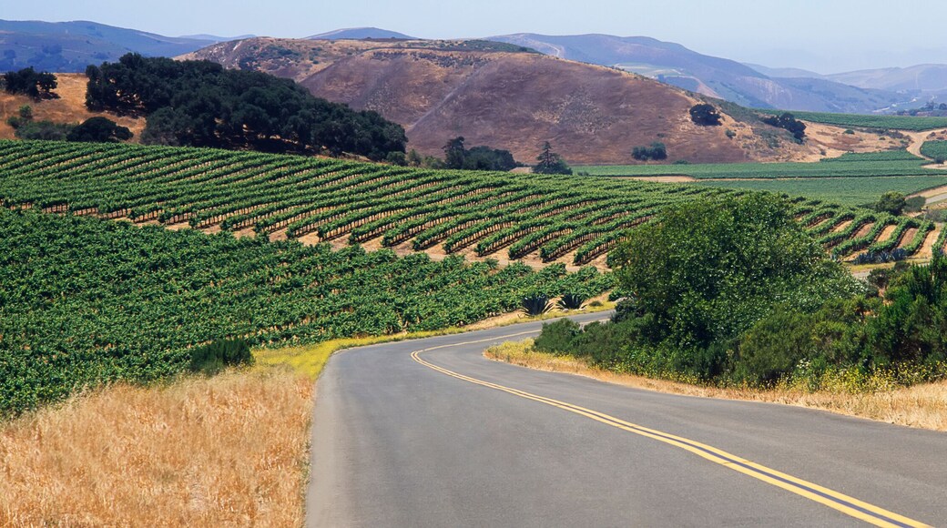 A road winds through a patchwork of vineyards in early summer in Santa Ynez Valley, mountains and blue sky beyond, Buellton, California, United States of America