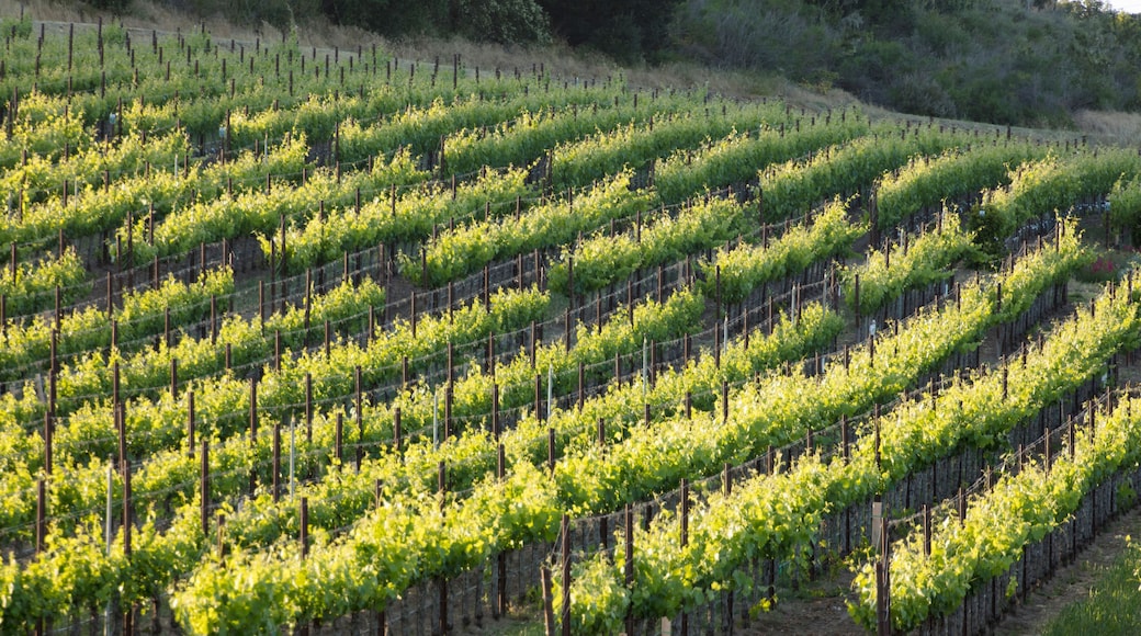 A young vineyard in Santa Ynez, California during springtime.