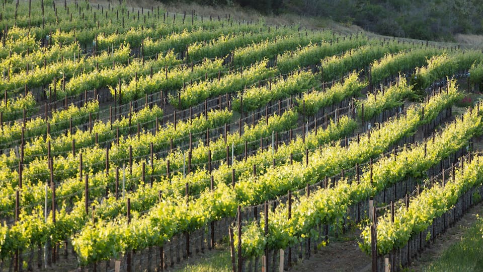 Rows of grapevines in a vineyard.