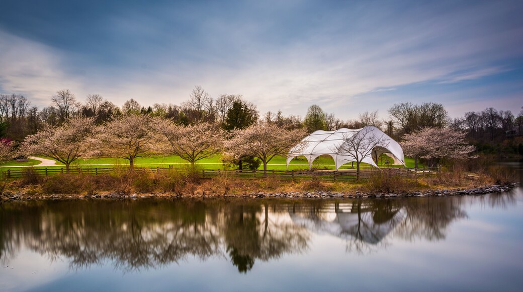A serene lakeside scene with a white tent-like structure, cherry blossom trees, and a clear reflection in the water.