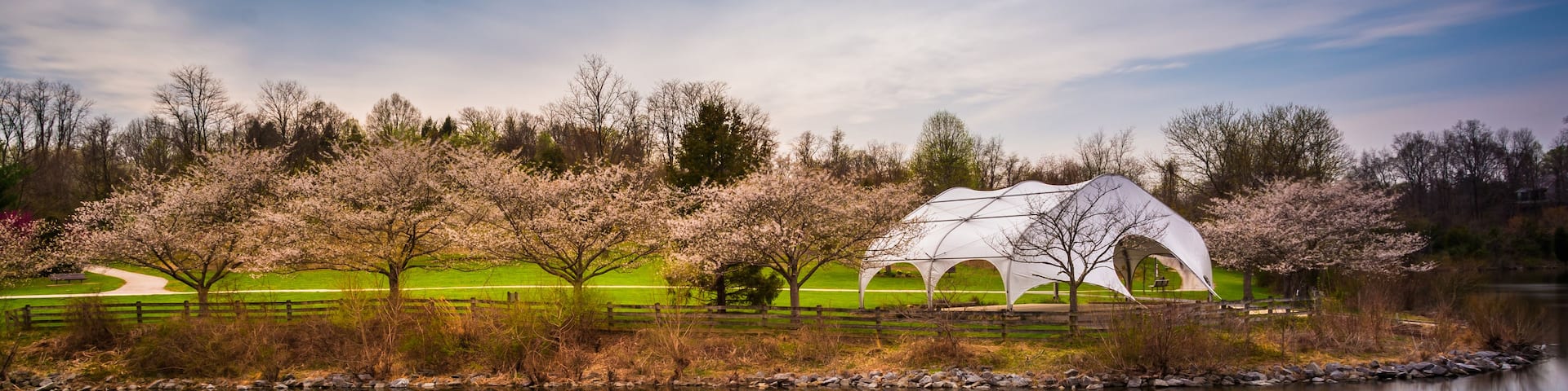 A serene lakeside scene with a white tent-like structure, cherry blossom trees, and a clear reflection in the water.