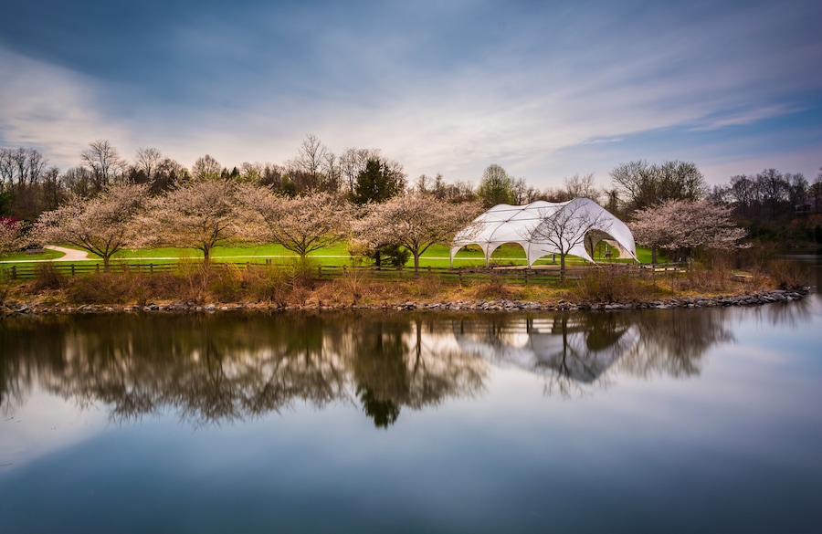 Cena serena à beira de um lago, com uma estrutura branca em forma de tenda, cerejeiras e um reflexo nítido na água.