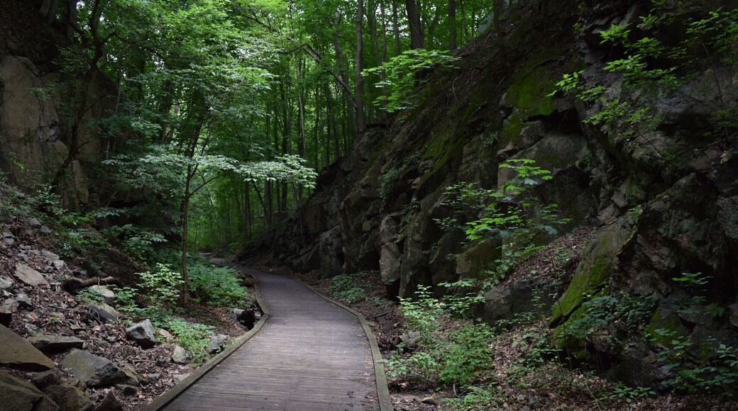 Trolly Line #9 Trail in Ellicott City, MD. Beautiful hike through a forest of very old trees. Downtown Ellicott City is right down the road from this, too. It's a great old town with lots of fun shops and great history to it. But make sure to check out this trail; it's short (1.1 miles and relatively flat), but worth it with these beautiful trees! And it features a creek that flows into the Patapsco River.
#hiking
