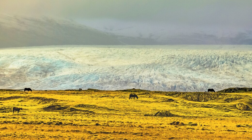 Iceland is a land of contrasts. This is the #golden view towards the Vatnajökull glacier from route 1 between Vagnsstadir and Höfn