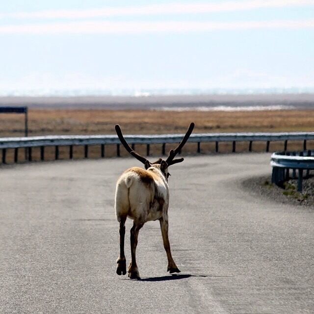 While driving along the Ring Road in Iceland you may come across some of Santa's little friends on a summer vacation.