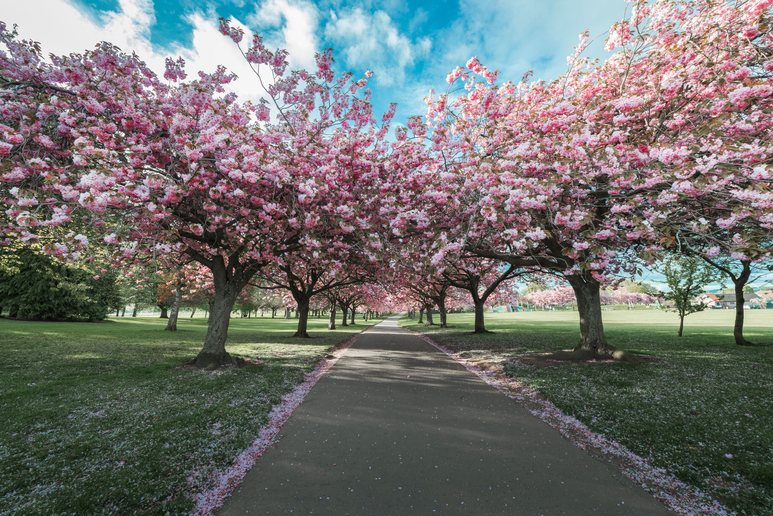 Cherry Blossom - Dundee