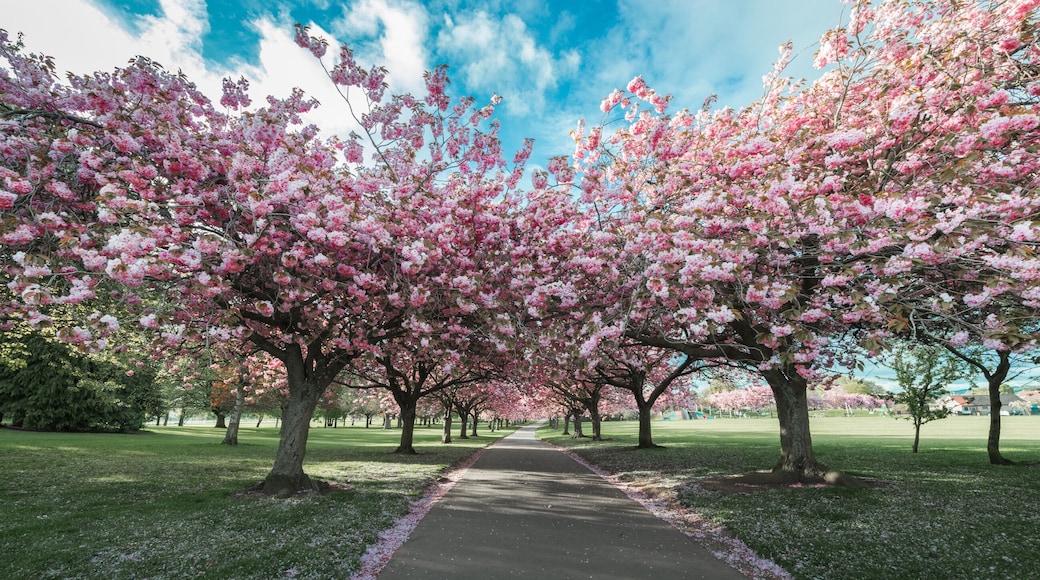 Cherry Blossom - Dundee