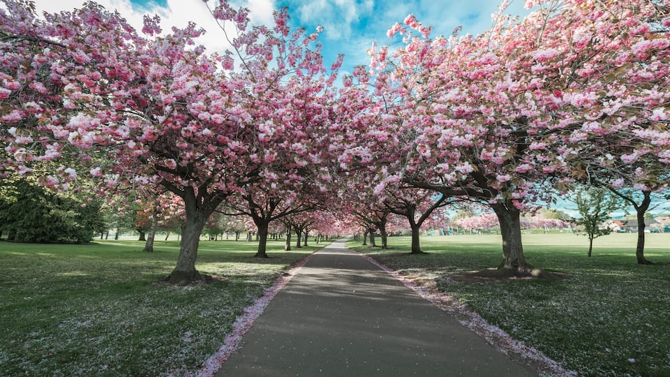 A pathway lined with cherry blossom trees.
