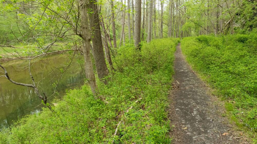 A narrow dirt path through a forest with a body of water on one side.
