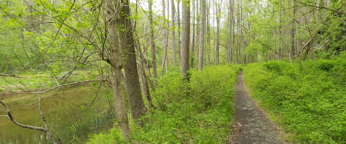 A narrow dirt path through a forest with a body of water on one side.