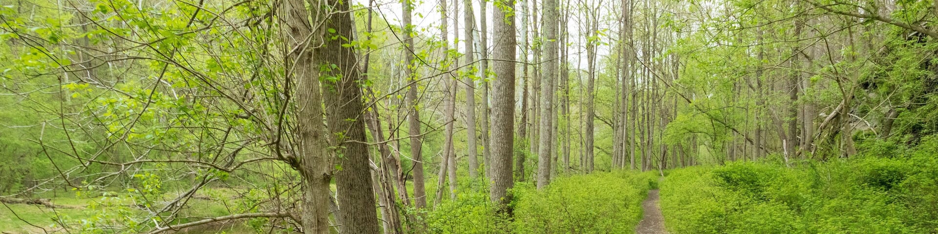 A narrow dirt path through a forest with a body of water on one side.