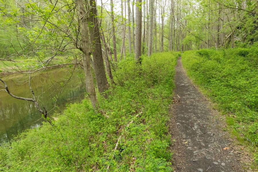 A narrow dirt path through a forest with a body of water on one side.