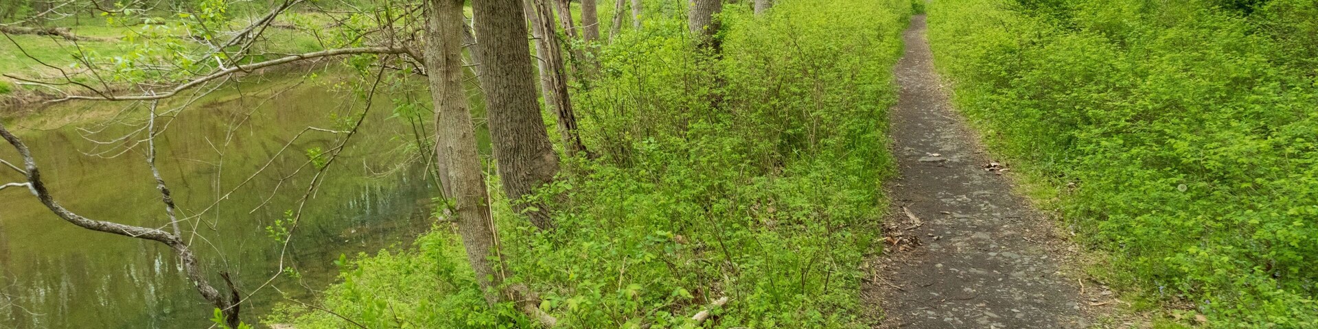 A narrow dirt path through a forest with a body of water on one side.