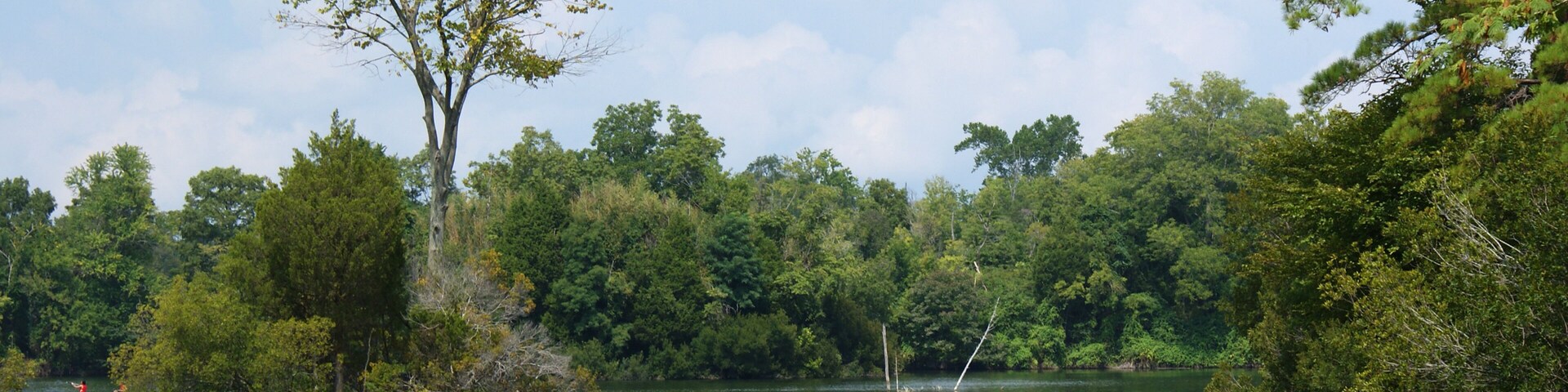 Um lago tranquilo rodeado por uma floresta densa e uma árvore imponente no centro.
