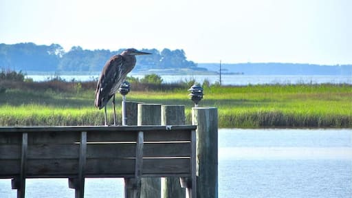 Mr. Blue Heron likes to pay us a visit when he can on spring and summer days.
This is a tributary off the James and Nansemond Rivers.
#outdoors
#Fowl