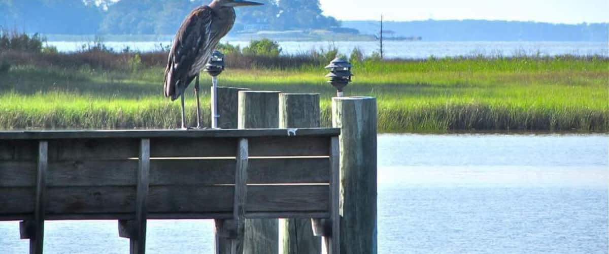 Mr. Blue Heron likes to pay us a visit when he can on spring and summer days.
This is a tributary off the James and Nansemond Rivers.
#outdoors
#Fowl