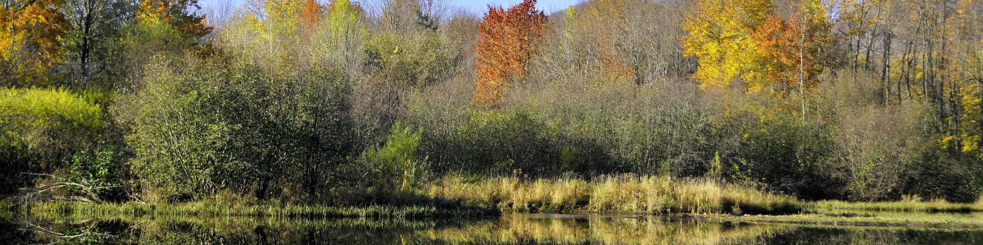 Un lago tranquilo con follaje otoñal reflejado en el agua, rodeado de árboles y vegetación densa.