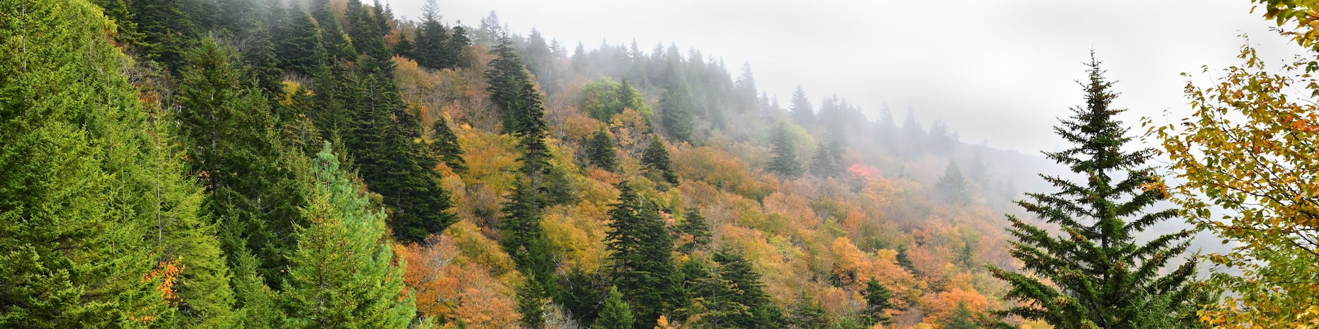 A winding road through a forest with autumn foliage.