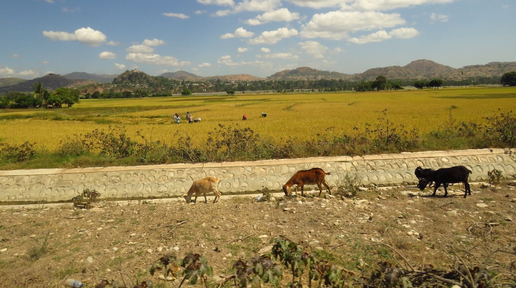 Three goats against the landscape of the outskirts of Manatuto, Timor-Leste