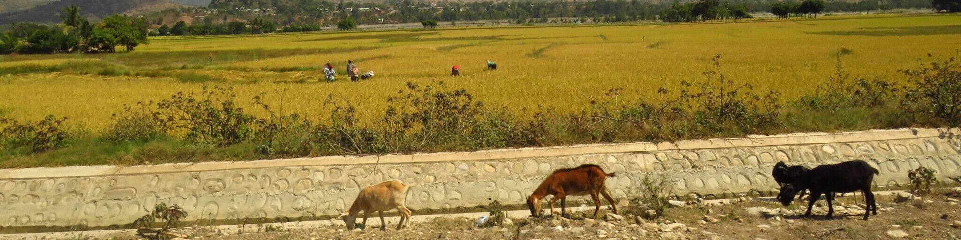 Three goats against the landscape of the outskirts of Manatuto, Timor-Leste
