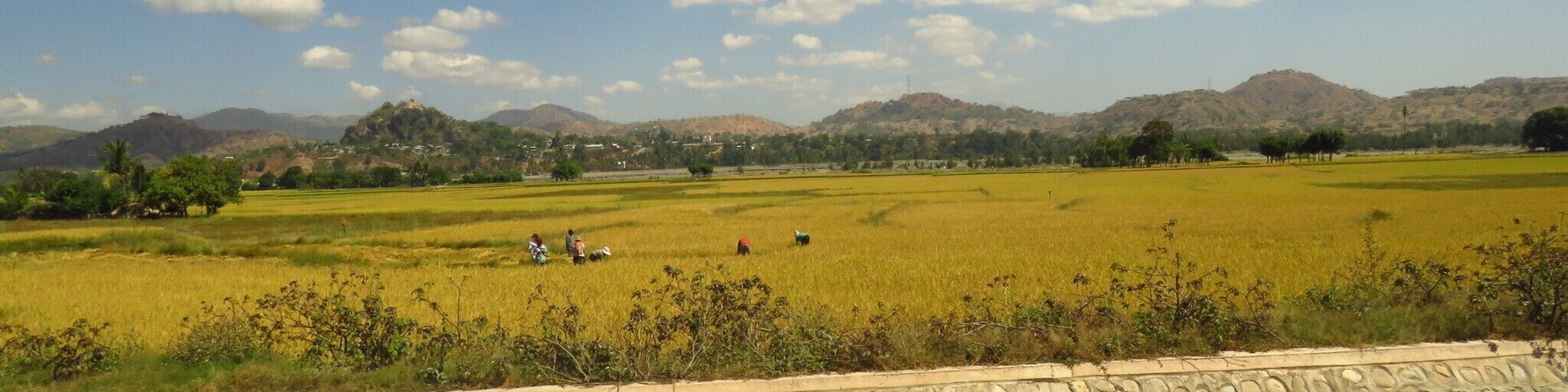 Three goats against the landscape of the outskirts of Manatuto, Timor-Leste