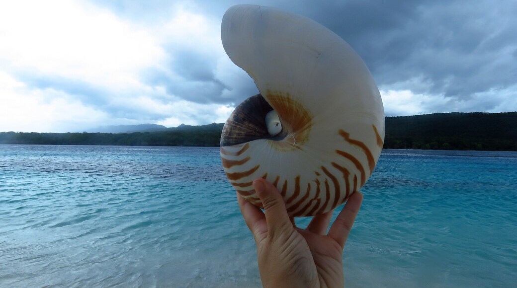Jaco is a small sacred island on the far east of the country. Getting there involves an 8h drive on terrible roads, but the reefs are amazing and Nautilus can be found by the dozens in the sand