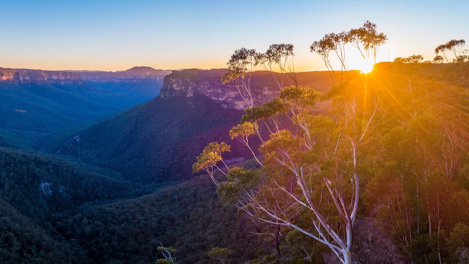 A canyon with a sunset, dense forest, and a prominent eucalyptus tree.