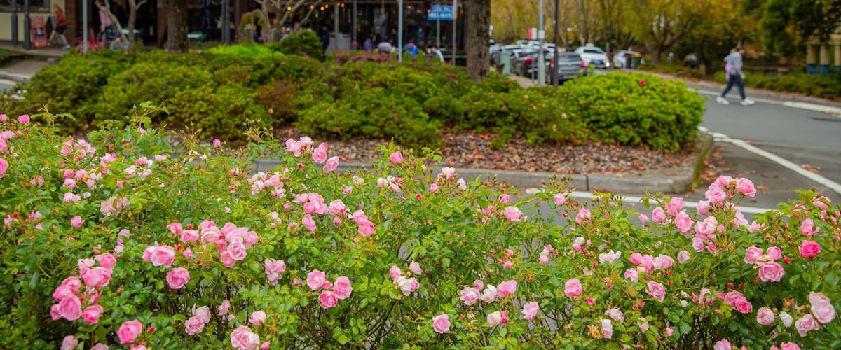Leura featuring street scenes and a park
