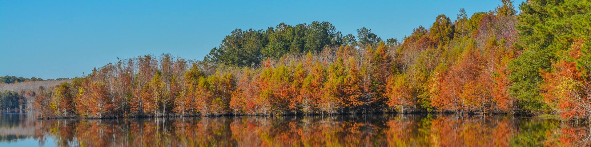 Mirror image of the beautiful colorful leaves on the trees, along the Little Ocmulgee River, McRae, Georgia