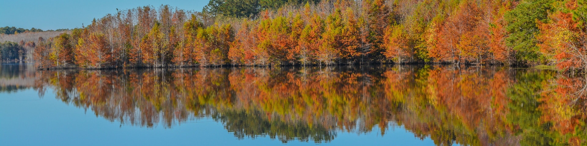 Mirror image of the beautiful colorful leaves on the trees, along the Little Ocmulgee River, McRae, Georgia