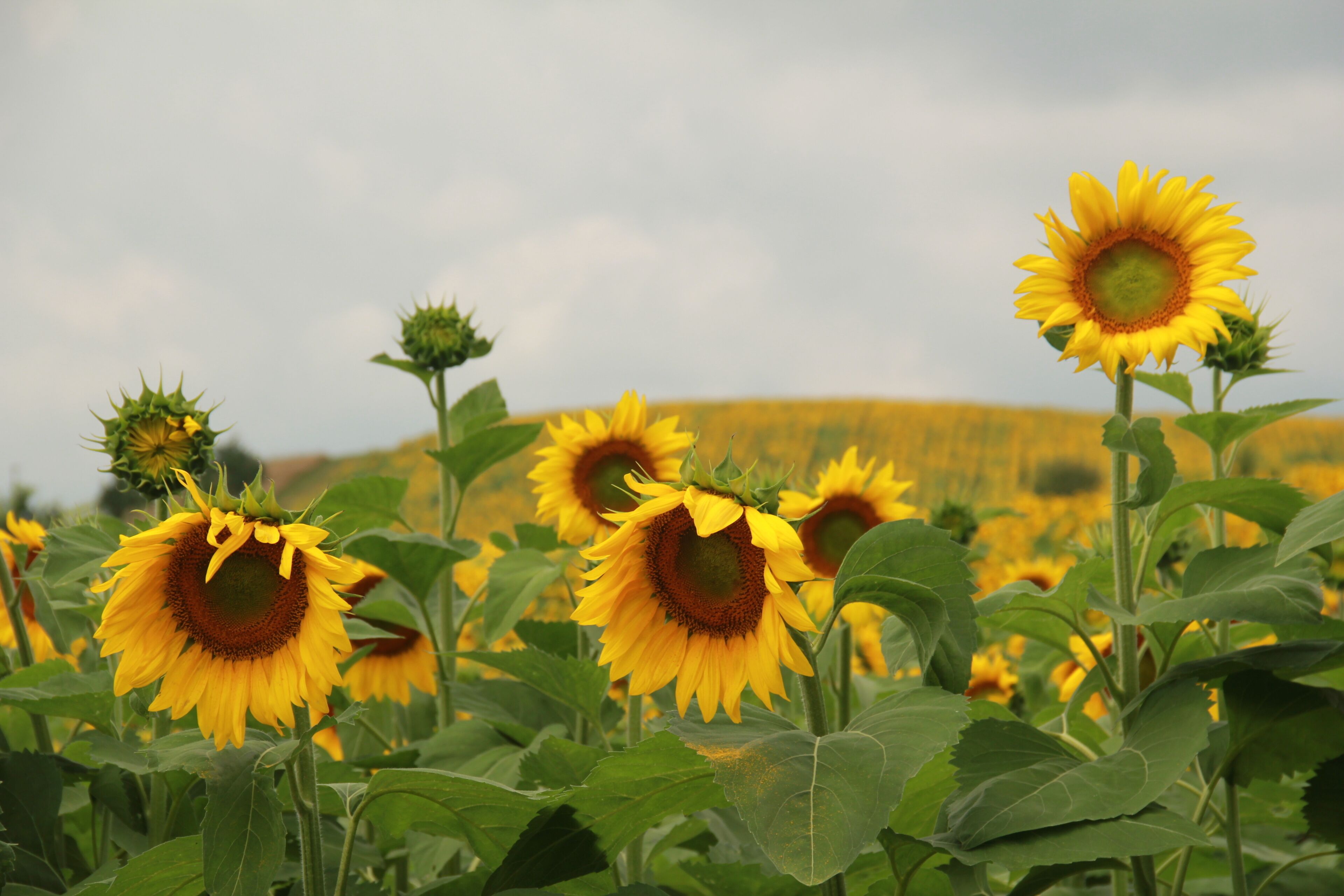 Fields of Bright Yellow Sunflowers
