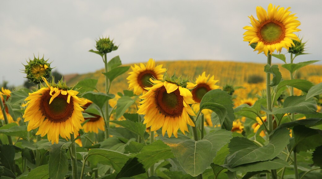 Fields of Bright Yellow Sunflowers