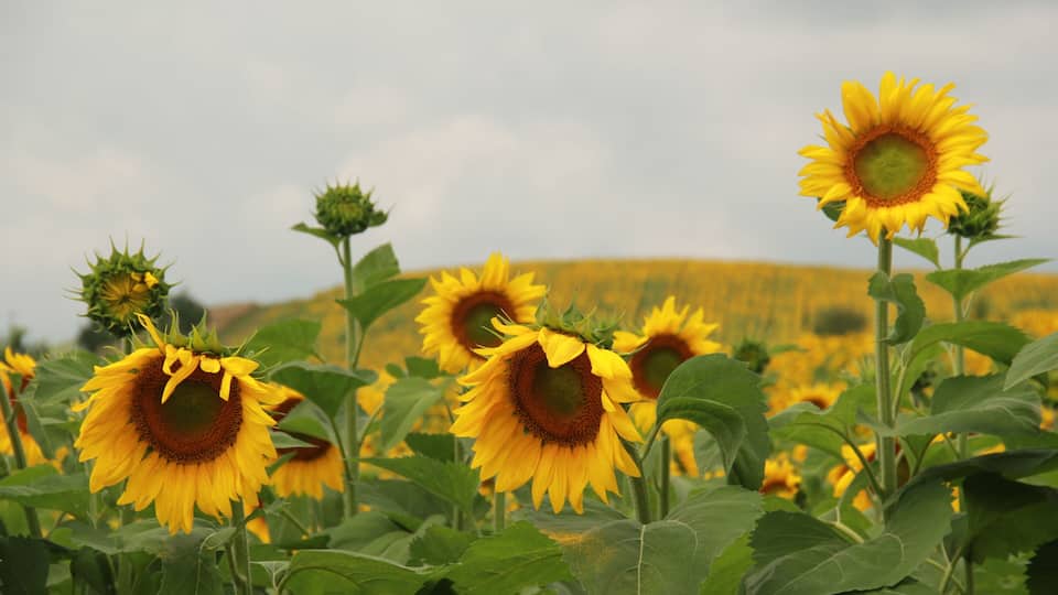 A field of sunflowers with a cloudy sky in the background.