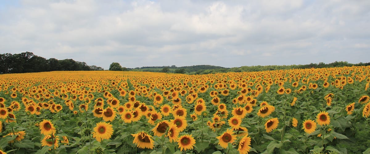 Fields of Bright Yellow Sunflowers