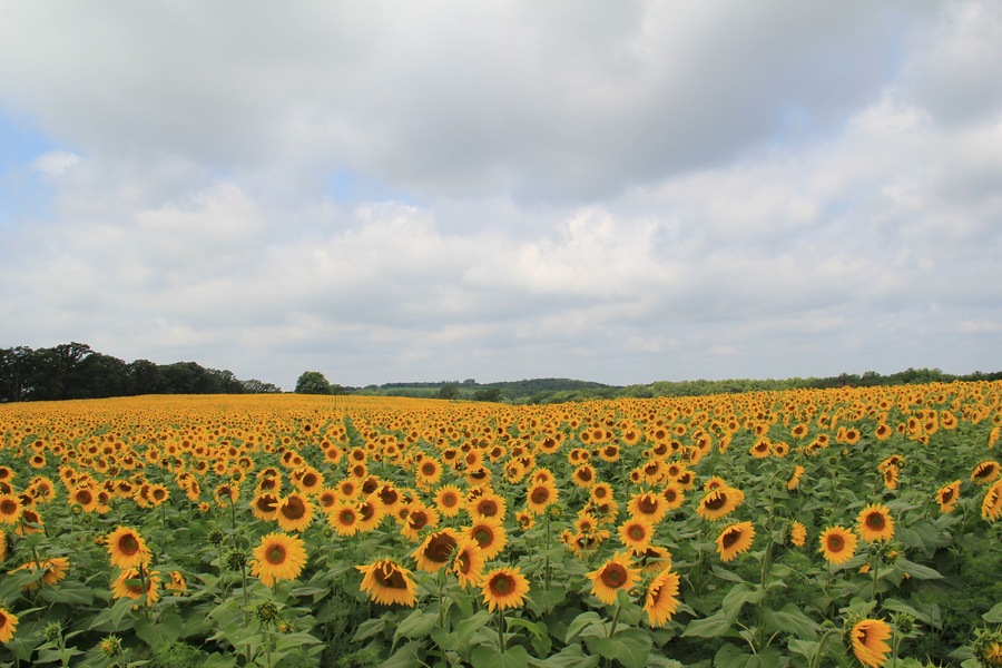 Fields of Bright Yellow Sunflowers