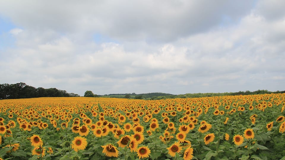 A sunflower field under a cloudy sky.
