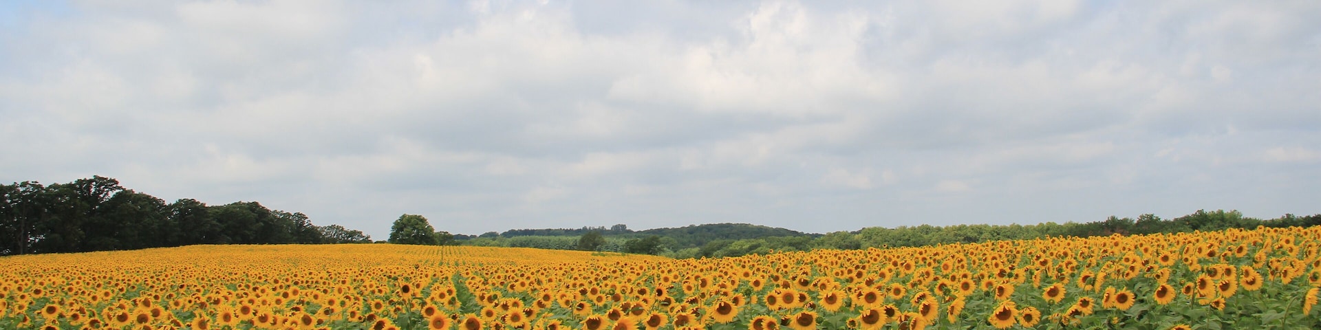 Fields of Bright Yellow Sunflowers
