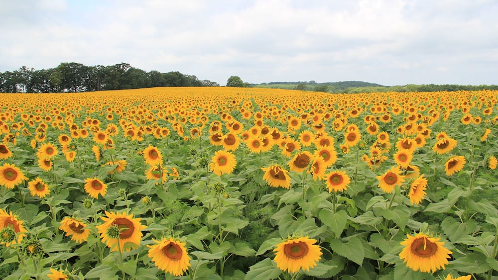 Fields of Bright Yellow Sunflowers