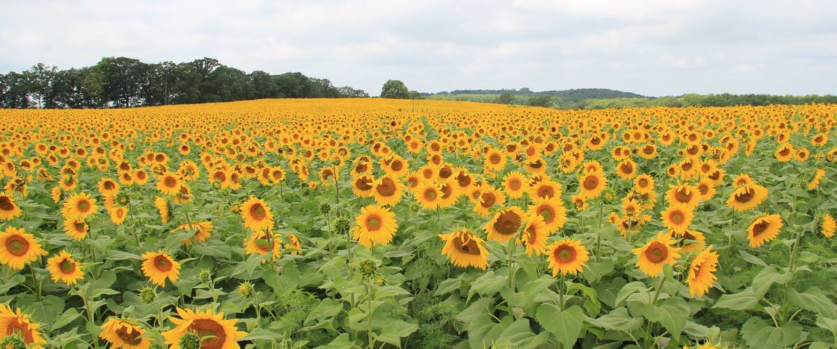 Fields of Bright Yellow Sunflowers