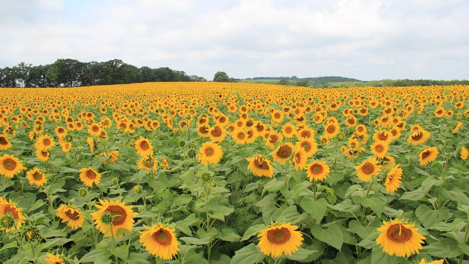 A sunflower field with green trees in the background.