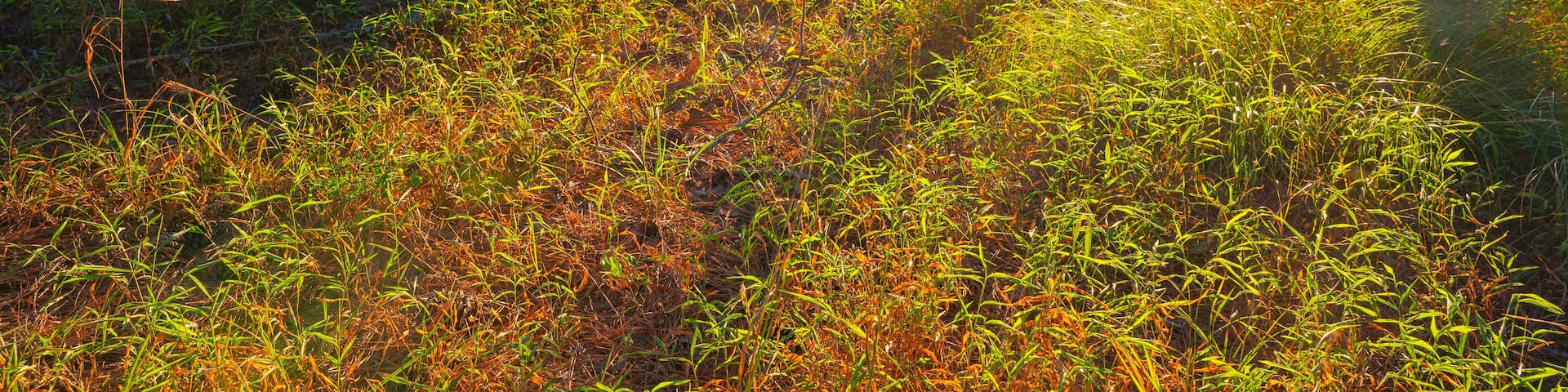 Sunset in the forest with light streaming between trees lighting up a clearing of tall grass, Chickamauga Battlefield, Fort Oglethorpe, Georgia