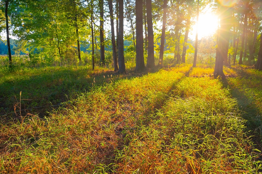 En skog med höga träd och solljus som silas genom lövverket.